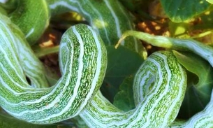 Planta conhecida como 'pepino de cobra' pode ser usada como laxante 