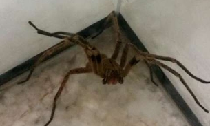 Pesquisa com veneno de aranha pode gerar remédio para disfunção erétil