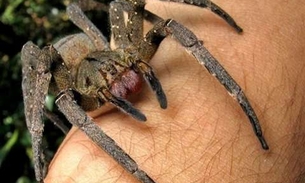 Veneno de aranha pode ser usado contra problemas de ereção