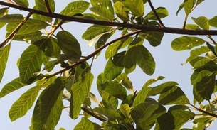 Leite de árvore pode ser remédio ou perigo para a saúde 