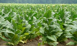 Tabaco tem uso medicinal com ação anti-inflamatória 