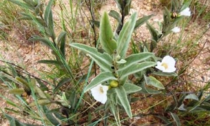 Conheça indicações para uso de planta Velame do Campo 
