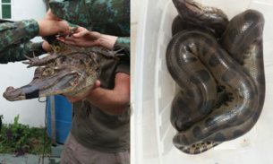 Batalhão Ambiental resgata sucuri e jacaré em Manaus