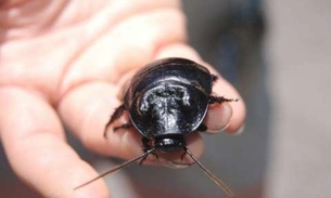 Barata entra pelo nariz de mulher durante a noite e se aloja próximo ao cérebro