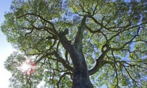 Árvore da Amazônia é útil na medicina. Conheça 