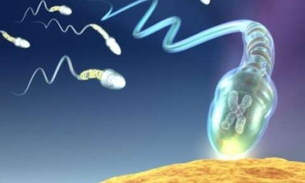 Espermatozoides podem virar arma de combate ao câncer em mulheres, afirmam cientistas
