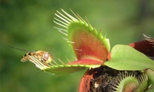 Planta carnívora se alimenta de insetos e caramujos 