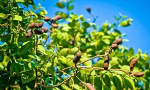Árvore nativa da Amazônia ajuda a tratar cistite aguda e crônica 