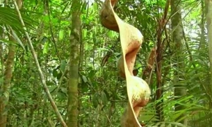 Infusão de casca, folhas e caule são ótimas para  tratar reumatismo 