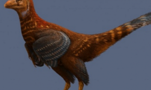 Dinossauro com penas de animais é descoberto e surpreende a todos