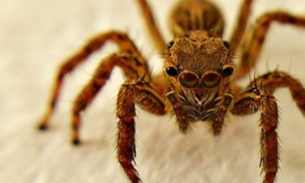 Mulher vive com aranha no ouvido sem saber 