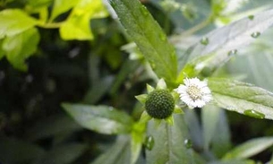 Erva é indicada para tratamento de pedras na vesícula e rins