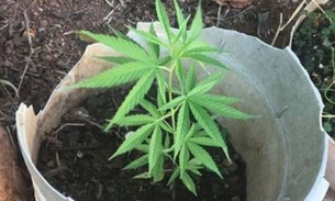 Polícia descobre plantação com mais de 10 mil pés de maconha