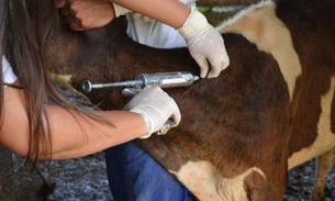  Produtores devem notificar vacinação de rebanho contra aftosa até esta segunda