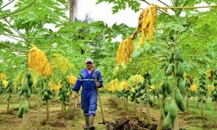Feiras regionais aumentam produção de agricultores no Amazonas 