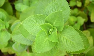 Sumo de planta medicinal pode combater vermes intestinais 