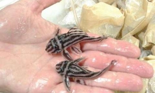 No Amazonas, sete pessoas são presas suspeitas de tráfico internacional de animais