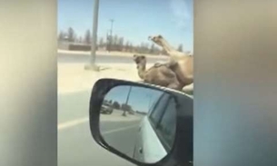 Casal de camelos é flagrado acasalando em pista movimentada e viraliza 