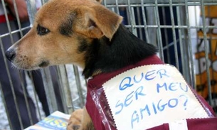Pet shop realiza feira de adoção e oferece vermifugação gratuita neste sábado