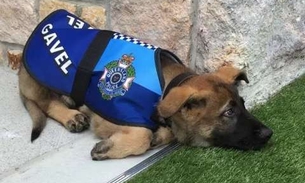 Cão é reprovado em treinamento policial por ser muito dócil 
