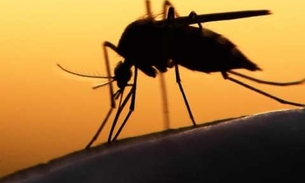 Casos de zika no Amazonas têm redução de 91%  