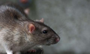 Risco de peste negra assusta moradores e deixa Ceará em alerta 