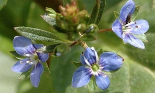 Folhas de planta são indicadas para purificar o sangue 