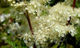 Usada na fabricação da aspirina, planta é indicada contra úlceras gástrica 