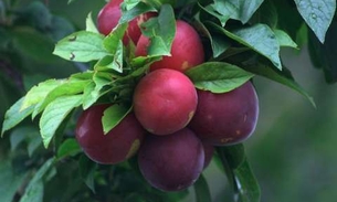 Espécie de ameixa é indicada para tratar problemas nas vias urinárias e próstata 