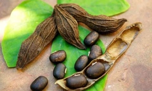 Folhas de planta podem ser usadas para tratar gripe