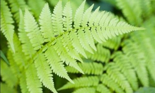 Planta trata doenças mas também pode ser uma ameaça para a saúde 