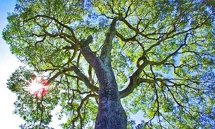 Árvore de grande porte tem óleo com grande poder anti-inflamatório