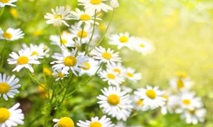 Ervas podem ajudar a estimular o sono 