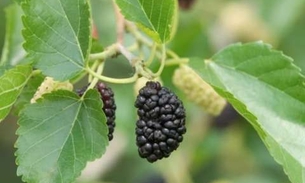 Folha mais rica em cálcio do que o leite de vaca é boa para saúde dos ossos  