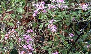 Pesquisa brasileira mostra eficácia de erva no combate ao câncer