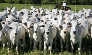 Mais de 80 bois morrem após barco afundar no AM