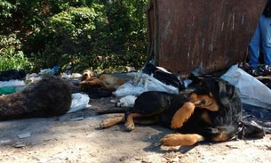 Gatos e cachorros congelados em lixeira de Manaus choca moradores
