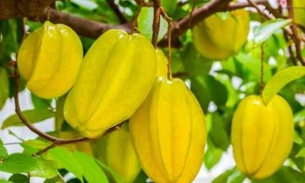 Folhas e raízes de caramboleira apresentam benefícios medicinais