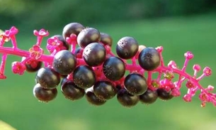 Planta tóxica tem ação anti-inflamatória e analgésica. Conheça 