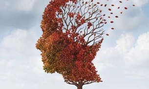 Óleo e tempero naturais ajudam a proteger memória 