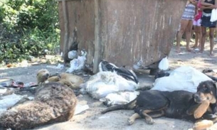Sai laudo sobre morte de cães e gatos encontrados em lixeira de Feira de Manaus