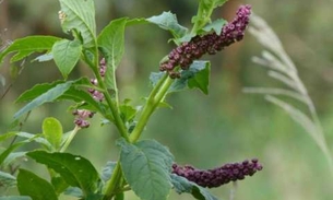 Anticancerígena, planta pode ser usada contra artrite e câncer de pele