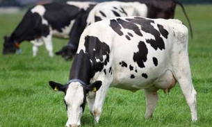 Vacas produzem anticorpos capazes de impedir infecção por HIV