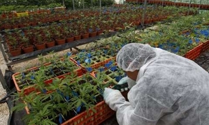 Anvisa propõe autorizar cultivo de maconha medicinal no Brasil 