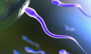 Queda na contagem de espermatozoides em homens pode levar à extinção humana, aponta pesquisa