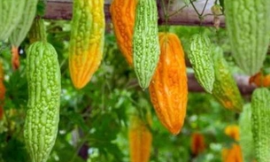 Chá de fruta exótica da Amazônia trata inflamações hepáticas 