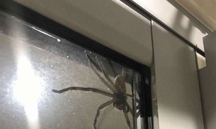 Casal é impedido de sair de casa ao se deparar com aranha gigante 
