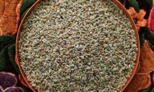 Erva afrodisíaca pode ser usada como estimulante físico e psíquico 