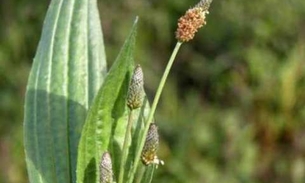 Chá de planta combate infecções nas vias urinárias e respiratórias 