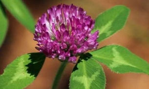 Erva é apontada como preventiva para vários tipos de câncer 